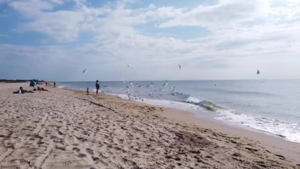Gaivotas Voam Perto Costa Mar Negro Uma Mulher Com Uma — Vídeo de Stock