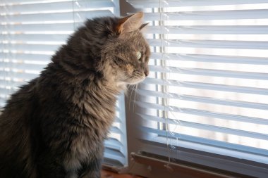 Kedicik Norveç orman kedisi. Kitty Norveçli orman kedisi pencerenin yanında oturup caddeyi izliyor..