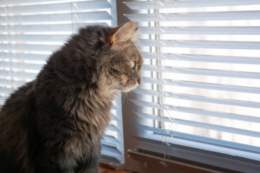 Kedicik Norveç orman kedisi. Kitty Norveçli orman kedisi pencerenin yanında oturup caddeyi izliyor..