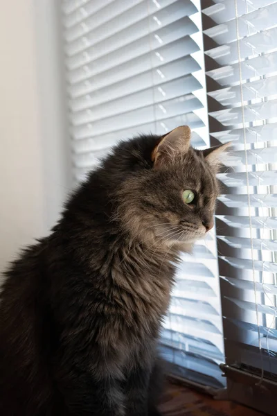 Kitty Norwegische Waldkatze Kitty Norwegische Waldkatze Sitzt Fenster Und Beobachtet — Stockfoto