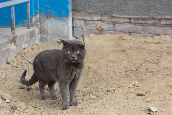 Eine Graue Streunende Katze Mit Gebrochenem Ohr Und Leicht Hervorstehender — Stockfoto