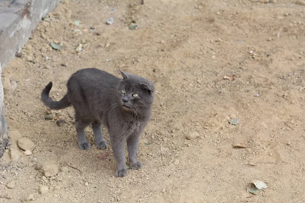 Eine Graue Streunende Katze Mit Gebrochenem Ohr Und Leicht Hervorstehender — Stockfoto