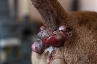 Yaşlı bir köpekte perianal adenoma. Hadım edilmeden önce hayvanın anal derisinin durumu. Bir köpeğin paranoyak bezleri. Köpeklerin sağlığına. Hayvan bakımı.