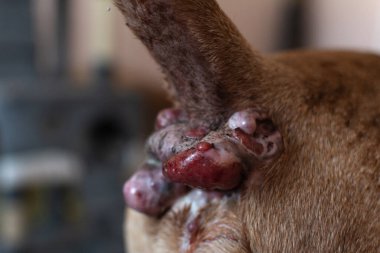 Yaşlı bir köpekte perianal adenoma. Hadım edilmeden önce hayvanın anal derisinin durumu. Bir köpeğin paranoyak bezleri. Köpeklerin sağlığına. Hayvan bakımı.