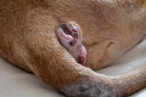 Perianale Adenoom Bij Een Oude Hond Het Genezingsproces Van Anale — Stockfoto