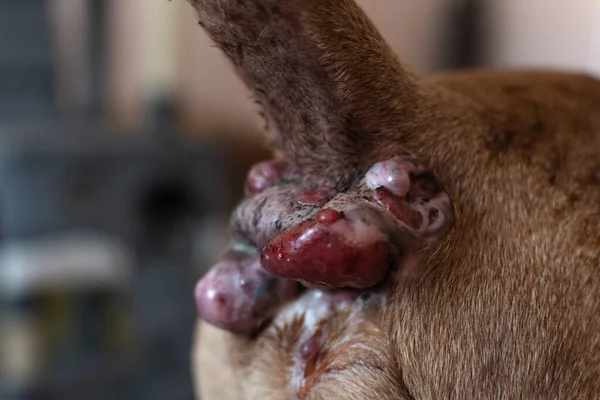 Perianale Adenoom Bij Een Oude Hond Conditie Van Huid Van — Stockfoto