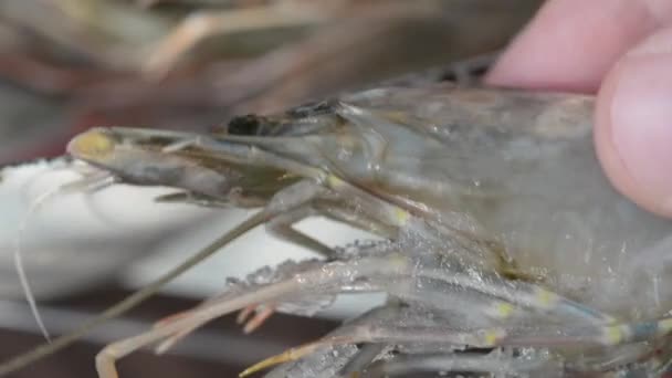 Shrimp Hand Tiger Shrimps Uncooked Frozen King Prawns — Vídeo de Stock