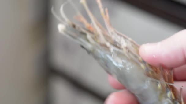Tiger Shrimps Uncooked Frozen King Prawns Shrimp Hand — ストック動画