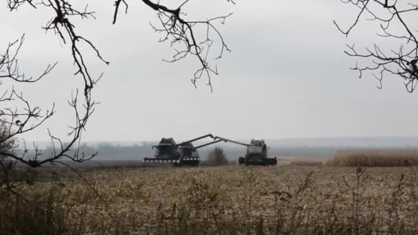 収穫トウモロコシ畑の収穫トラクター — ストック動画