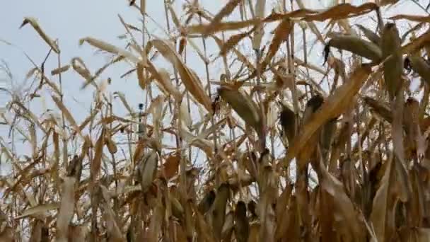 収穫されていないトウモロコシの収穫 11月の夕方の未収穫のトウモロコシ畑 — ストック動画