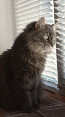 Norwegian forest cat Sitting on Window Sill Looking Outside. Vertical video with cat