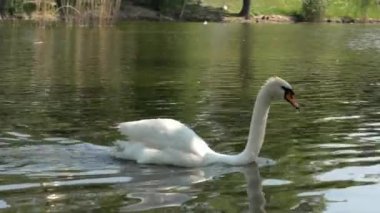 Birds mute swan. White mute swan swim on the lake near bank in shadows of the trees
