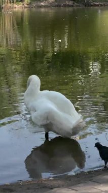 Dilsiz kuğu. Beyaz kuğu tüyleri temizler. Beyaz, sessiz bir kuğu sabah parkta gölün kıyısında tüylerini temizler. Sosyal ağlar için dikey video.