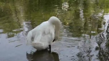 Mute swan. White swan cleans feathers. White silent swan cleans its feathers on the lake in the morning in the park