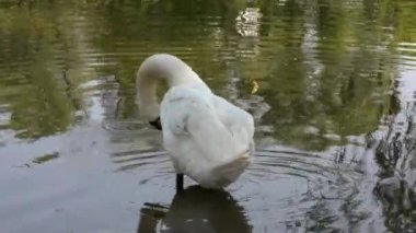 White mute swan cleans feathers. A white silent swan cleans its feathers on a lake in a park at noon in summer in May