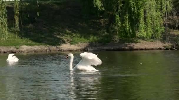 Beautiful White Mute Swan Flaps Its Wings Lake Public Park — Vídeo de Stock