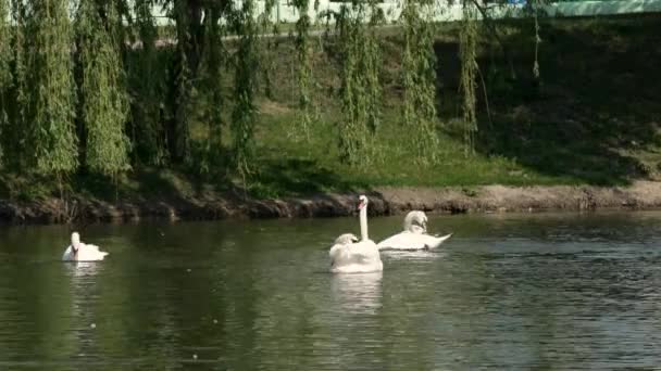 Birds Mute Swan Group White Mute Swans Swim Lake — Stock Video