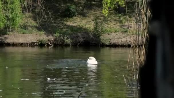 Birds Mute Swan White Mute Swan Cleans Its Plumage — Stockvideo