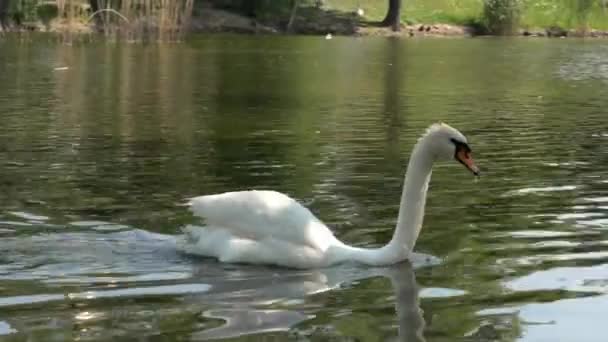鳥は白鳥をミュート 木々の影に囲まれた岸近くの湖で白鳥が泳いでいる — ストック動画