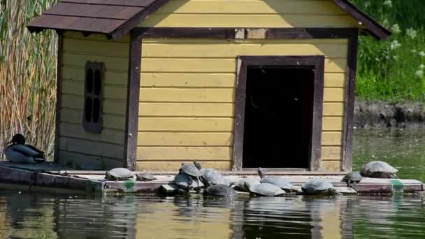 붉은귀거북은 일광욕을 거북들 집에서 바닥에 케미스스 — 비디오
