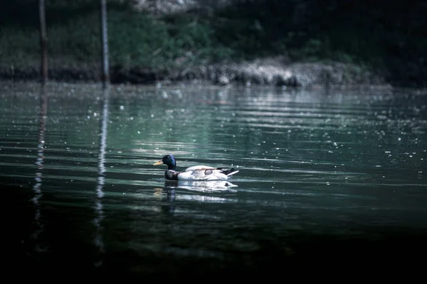 Mallard Duck Swims Lake Park Moldova Summer Day May Photo — Fotografia de Stock