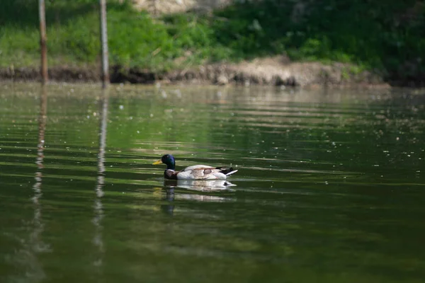 Mallard Duck Swims Lake Park Moldova Summer Day May — стоковое фото