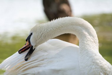 Beautiful white swan cleans feathers. White swan cleaning feathers by a lake, close-up view