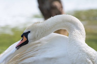 Güzel beyaz kuğu tüyleri temizler. Göl kenarındaki beyaz kuğu tüylerini temizler.