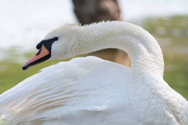 Güzel beyaz kuğu tüyleri temizler. Göl kenarındaki beyaz kuğu tüylerini temizler.