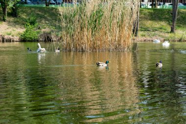 Mallard ördekleri gölde yüzer sazlıkların, kuğuların ve ördeklerin yanında.