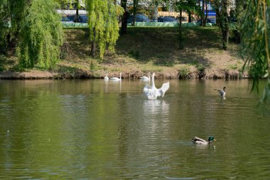 Mute swans and mallard ducks on the lake in summer. A group of white swans swims near the shore of the lake. european birds
