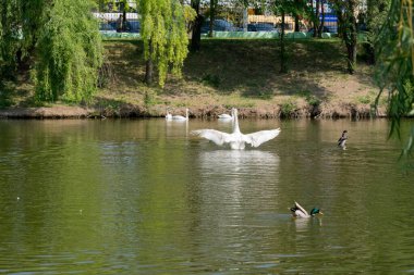 Dilsiz Kuğular ve Mallard ördekleri gölde. Moldova 'nın su kuşu, Doğu Avrupa' nın doğası