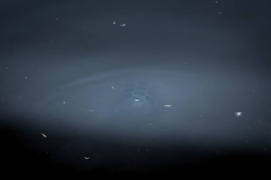 Gölün çamurlu sularında mavi tonda kırmızı kulaklı kaplumbağa.