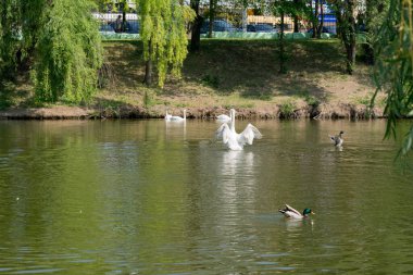 Gölde kuğular ve ördekler. Moldova 'nın su kuşu, Doğu Avrupa' nın doğası