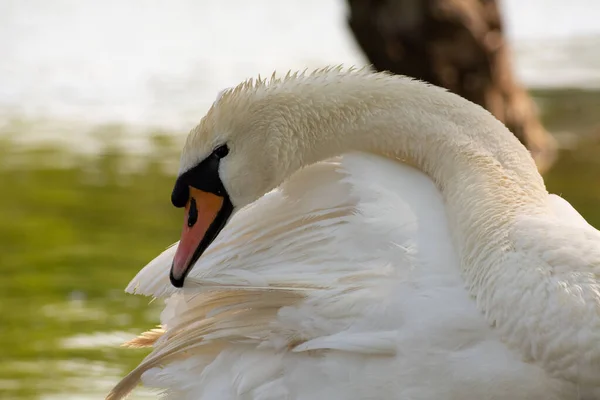 Cisne Branco Bonito Limpa Penas Penas Limpeza Cisne Branco Perto — Fotografia de Stock