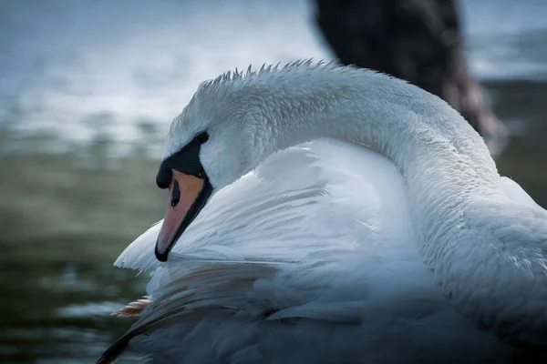 Cisne Branco Bonito Limpa Penas Penas Limpeza Cisne Branco Perto — Fotografia de Stock