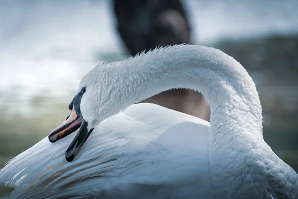 Güzel Beyaz Kuğu Tüyleri Temizler Göl Kenarındaki Beyaz Kuğu Tüylerini — Stok fotoğraf