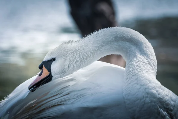 Güzel Beyaz Kuğu Tüyleri Temizler Göl Kenarındaki Beyaz Kuğu Tüylerini — Stok fotoğraf
