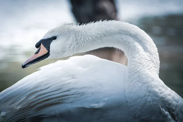 Beautiful White Swan Cleans Feathers White Swan Cleaning Feathers Lake —  Fotos de Stock