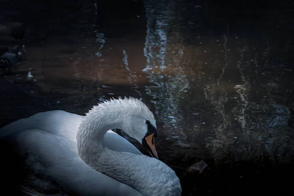 Cisne Branco Bonito Lago Vista Perto Com Espaço Cópia Cisne — Fotografia de Stock