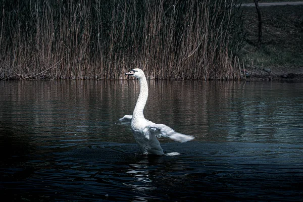 乌贼天鹅 Cygnus Olor 张开翅膀 在老芦苇 摩尔多瓦 东欧的水鸟 的背景下沿着湖水奔跑 用蓝色调编辑照片 — 图库照片