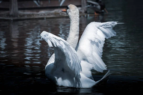鳥ミュート白鳥 シグナス色 モルドバの自然や動物を広げます 青トーンでの芸術写真編集 — ストック写真