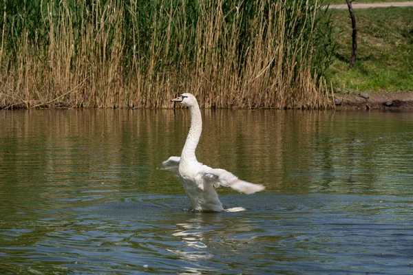 乌贼天鹅 Cygnus Olor 张开翅膀 沿着湖水在古老的芦苇 摩尔多瓦 东欧的水鸟 的背景下奔跑 — 图库照片
