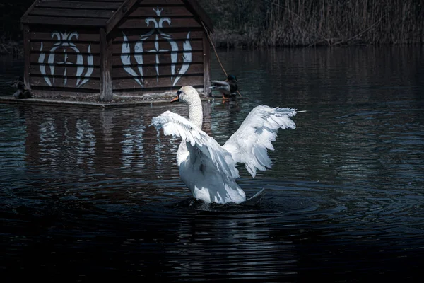 Bird Cisne Mudo Cygnus Olor Abriu Suas Asas Fundo Pato — Fotografia de Stock