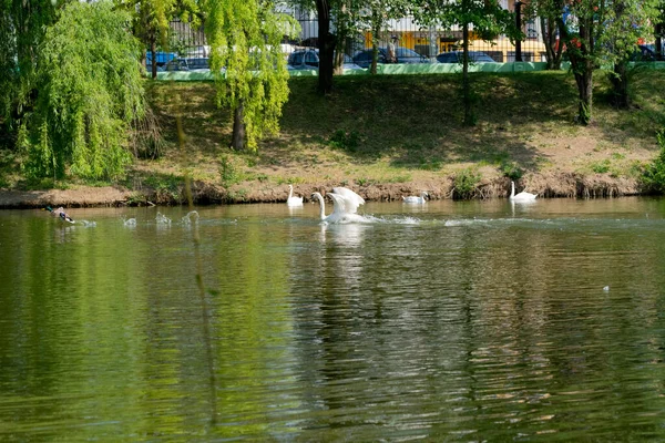 Mallard ördeği göldeki dilsiz kuğudan kaçar. Avrupalı kuşlar, Moldova