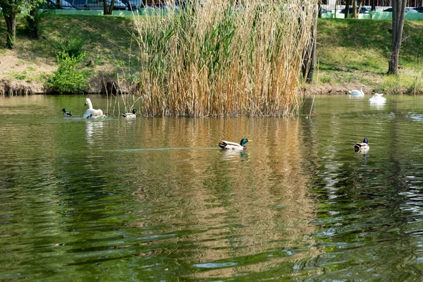 Stockenten Auf Dem See Schwimmen Schilf Schwäne Und Enten Hintergrund — Stockfoto