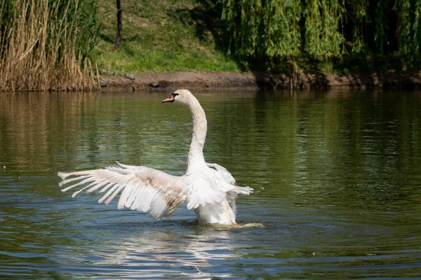 Höckerschwan Cygnus Olor Flattert Mit Den Flügeln Auf Dem See — Stockfoto