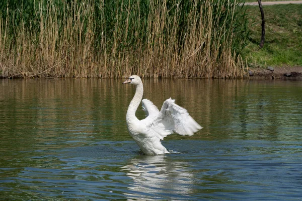 Cisne Mudo Cygnus Olor Extiende Sus Alas Corre Sobre Agua — Foto de Stock