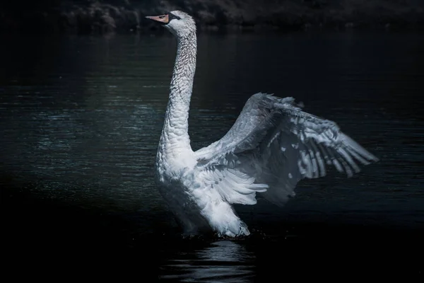 Dilsiz Kuğu Cygnus Olor Kanatlarını Açtı Göldeki Dilsiz Kuğu Kuşu — Stok fotoğraf