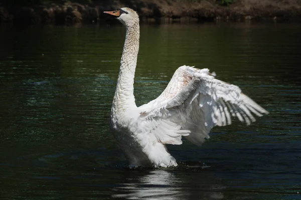 Mute Swan Cygnus Olor Spread Its Wings Mute Swan Bird — Photo